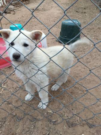 Questions about a Craig's List husky puppy 00q0q_hzR5mSjeBeF_600x450