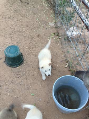 Questions about a Craig's List husky puppy 01313_5UvGaAEL9sd_600x450